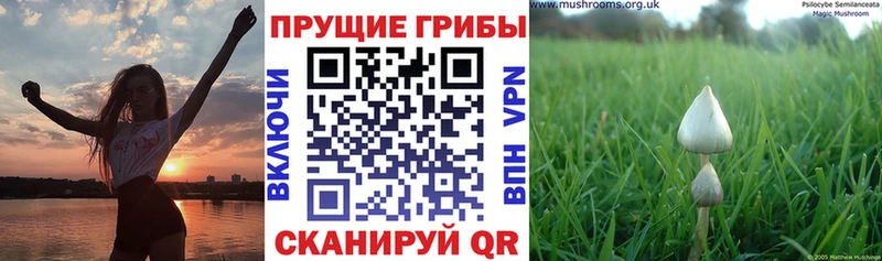 Галлюциногенные грибы Psilocybine cubensis Вяземский